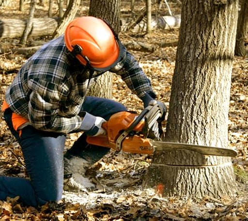 Tree Removal in Spring Lake, MN